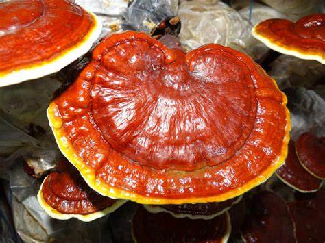 Dry Ganoderma Reishi Mushroom | Red Ganoderma Lucidum (Lingzhi)