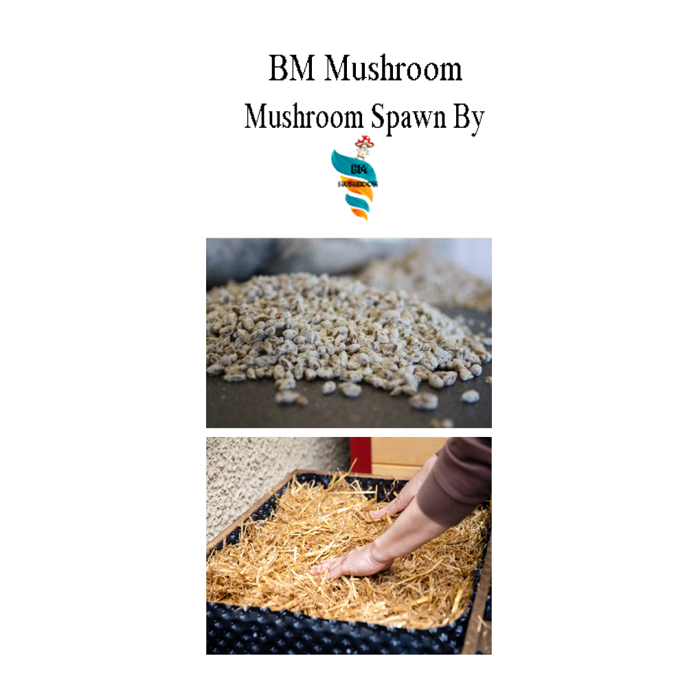 Oyster Mushroom Spawn 5 kg kit ( Spawn plus 50 PP bags plus Bevistin)