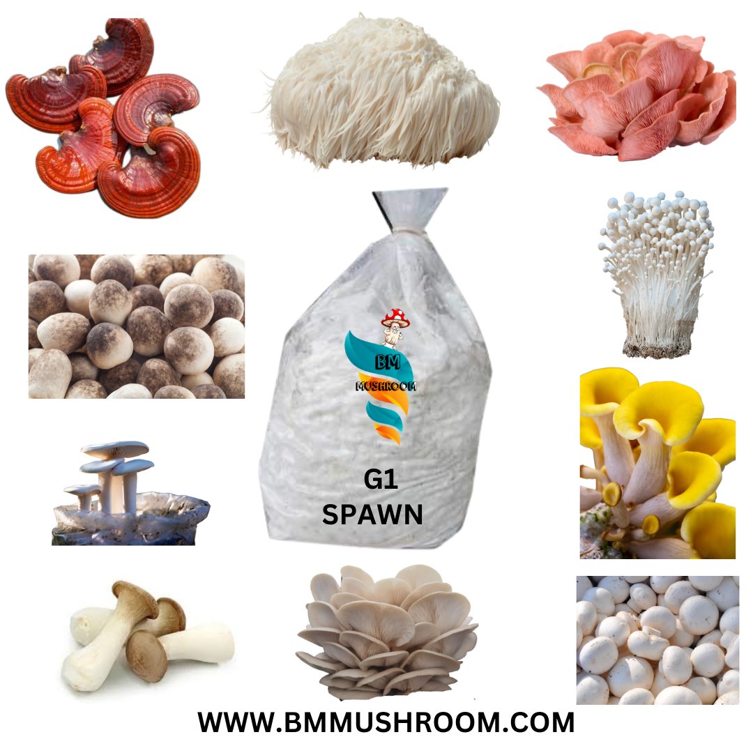 mushroom plant seeds White Oyster mushroom spawn ( Florida Variety ) – BM MUSHROOM ONLINE STORE