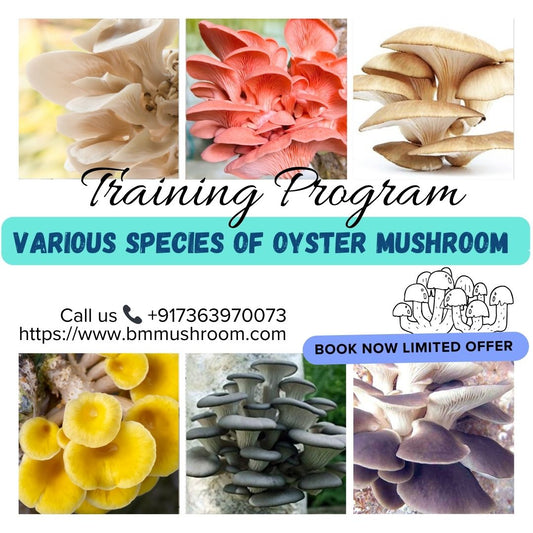 Oyster Mushroom Cultivation Technology Training Course (All varieties including King)