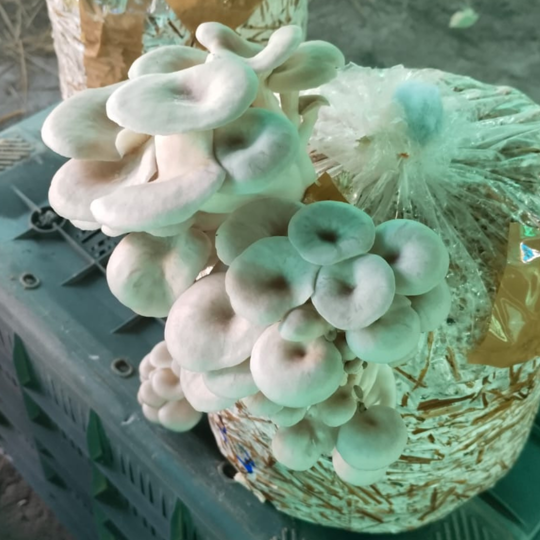 Elm Oyster Mushroom spawn HU Variety (Hypsizygus ulmarius)