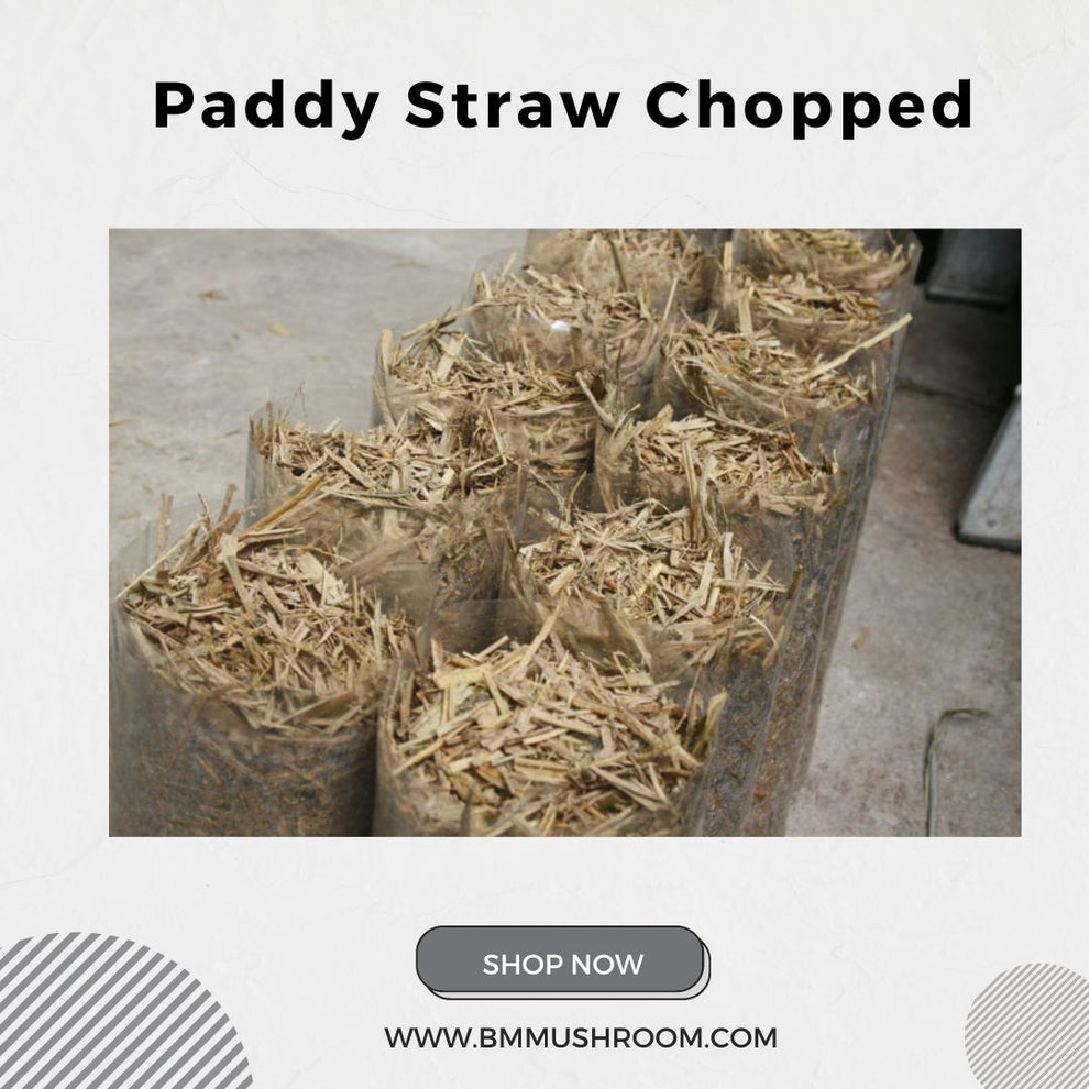 Chopped Paddy Straw: Premium Substrate for Mushroom Cultivation 1kg ...