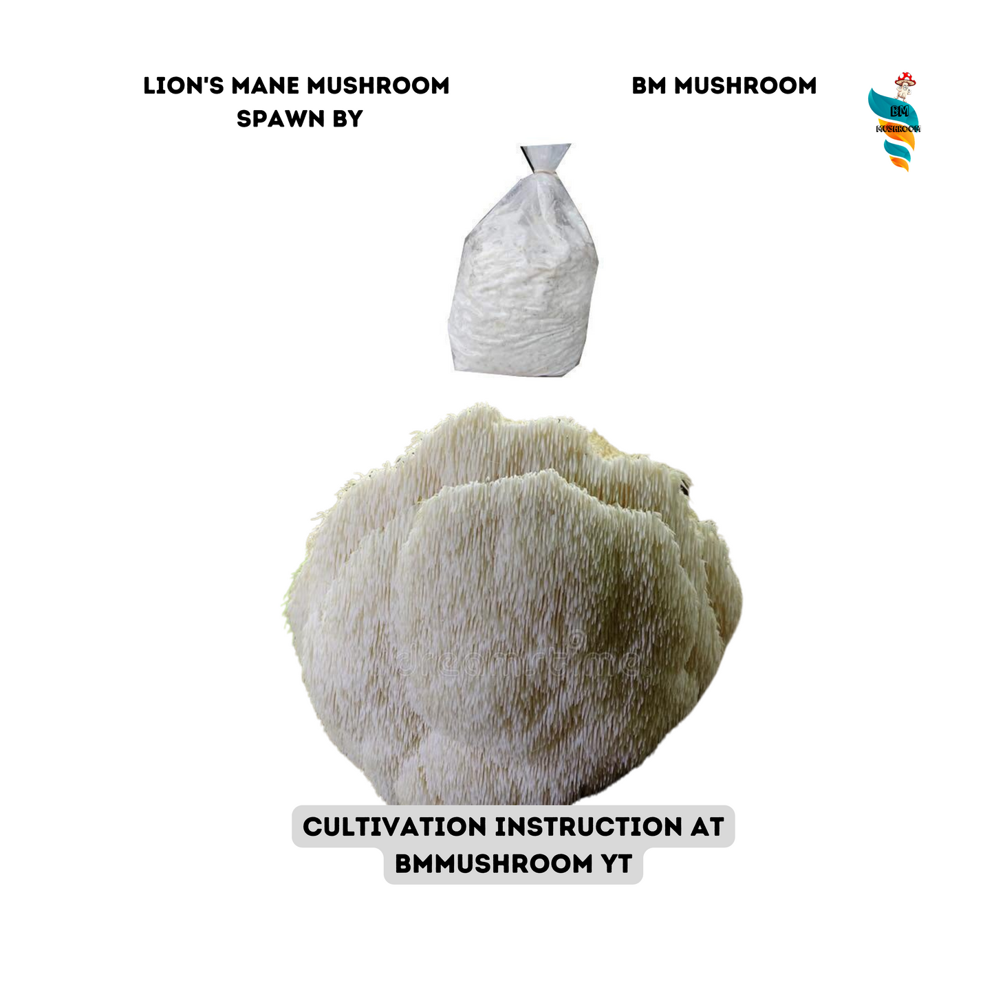 Lion's Mane Mushroom Spawn (Hericium erinaceus) - 2 kg