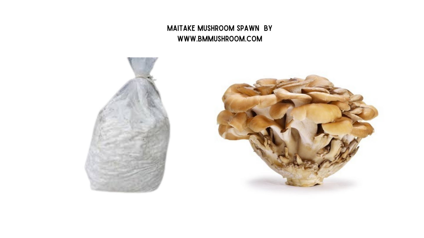 Maitake Mushroom - Grifola frondosa (Hen-of-the-wood) Spawn 2kg