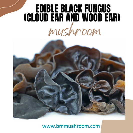 Dry Edible Black Fungus (Cloud Ear and Wood Ear Mushrooms) 100 gm