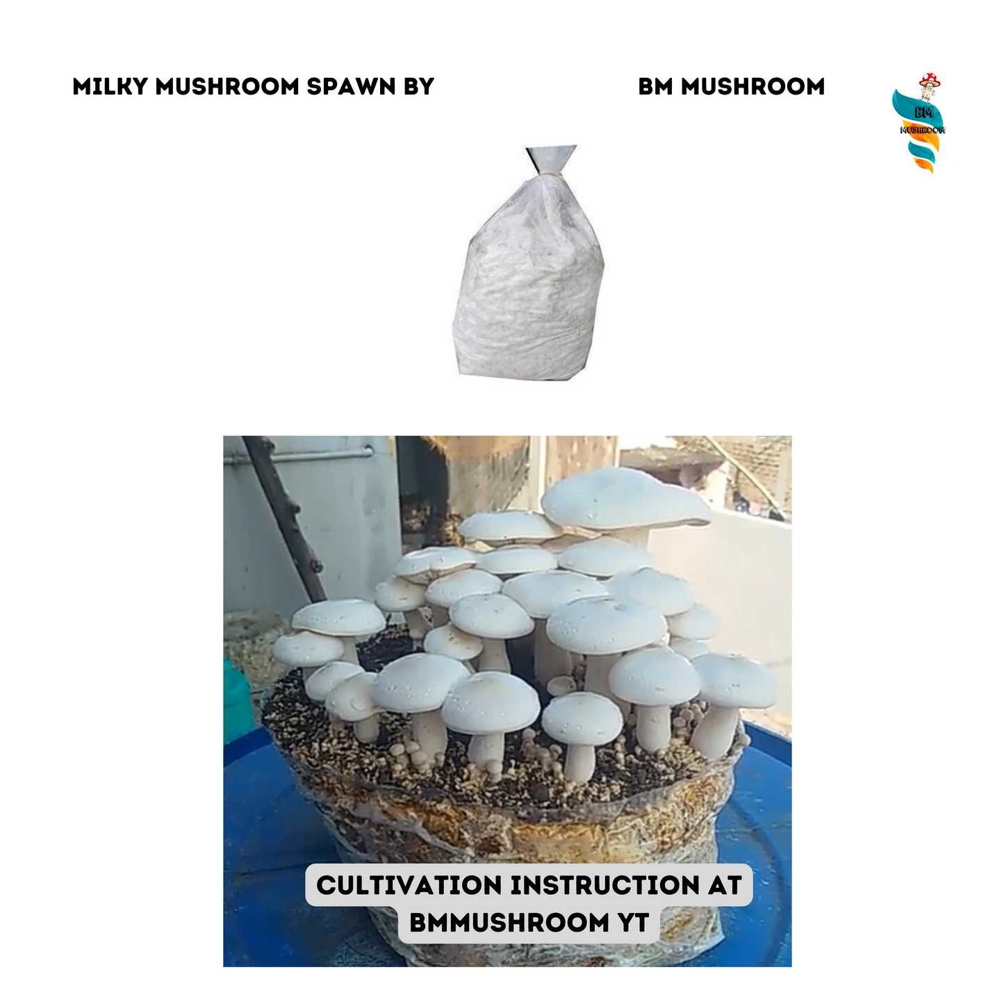 Milky Mushroom Spawn Calocybe Indica