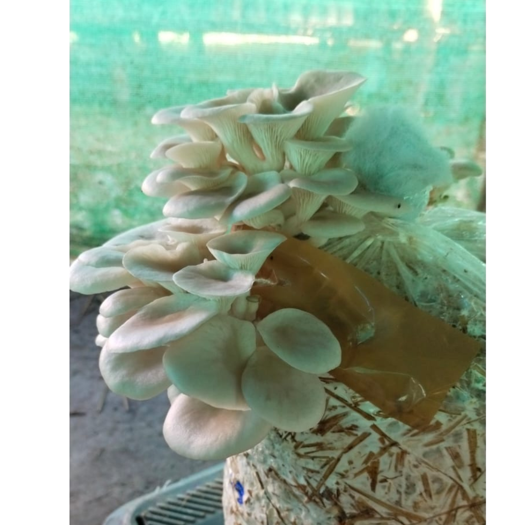 Elm Oyster Mushroom spawn HU Variety (Hypsizygus ulmarius)