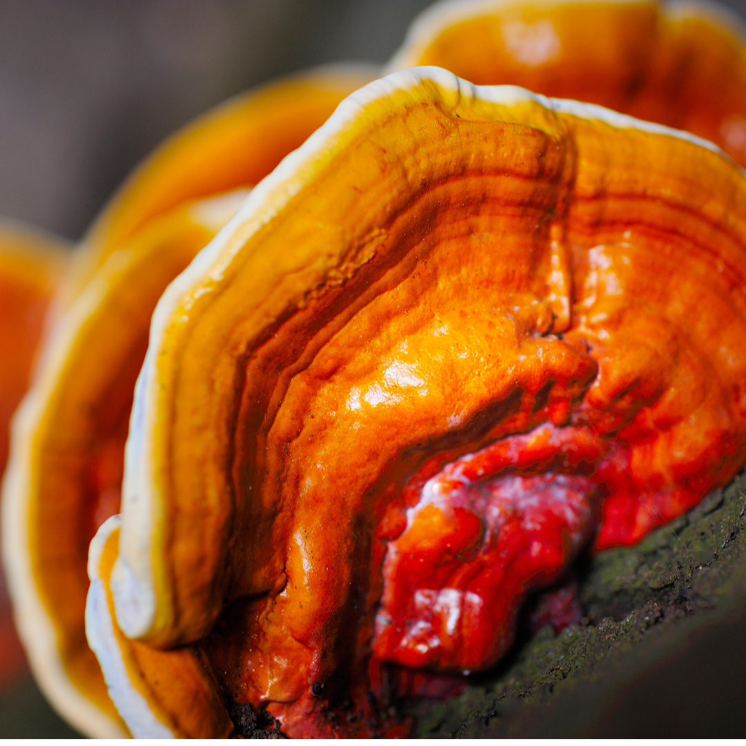 Ganoderma Reishi Mushroom Extract Powder 50 gm | Red Ganoderma lucidum (Lingzhi)