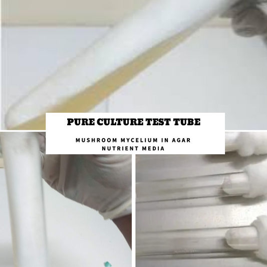 Pure Culture Test tube  (Mushroom Mycelium in Agar Nutrient Media )