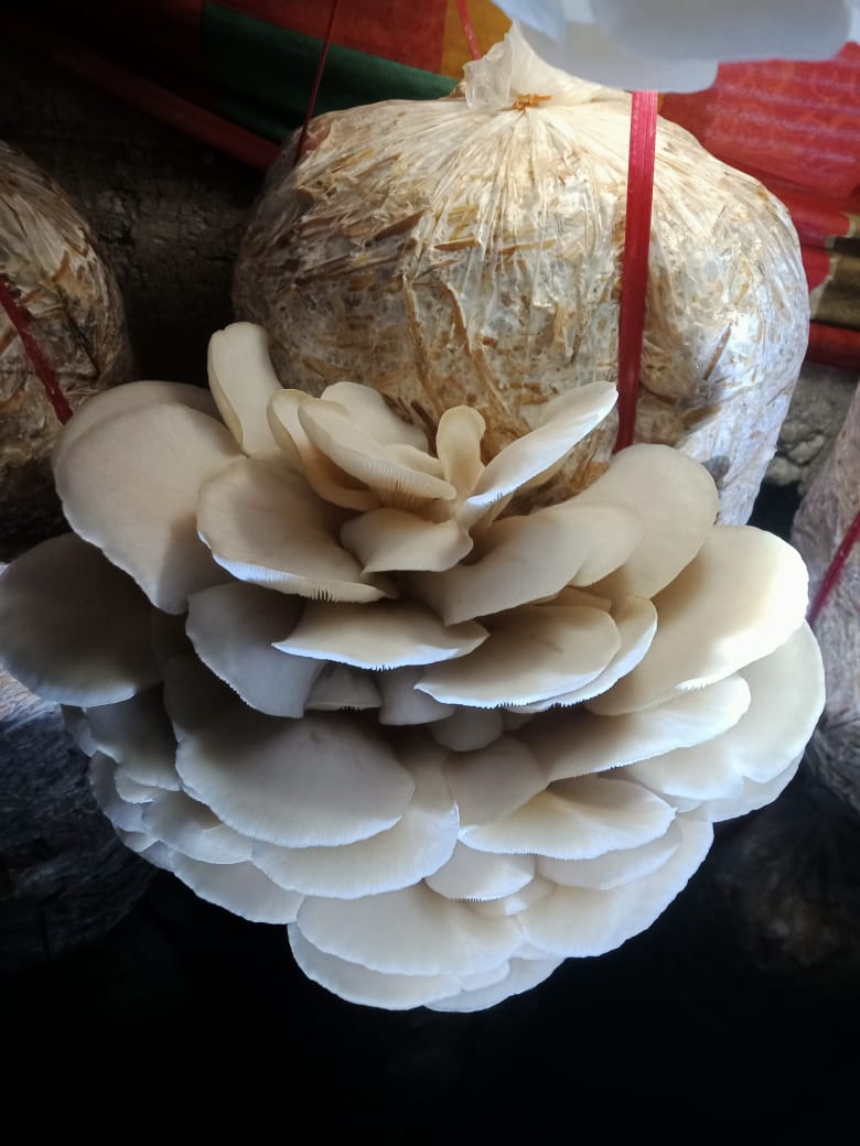 Mushroom Ready To Grow Fruiting Bag (1 Piece)