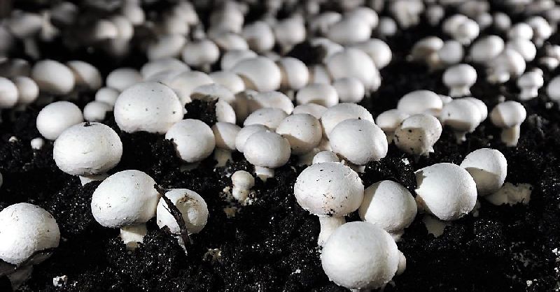 Button Mushroom Spawn (Agaricus bisporus) - 2 kg