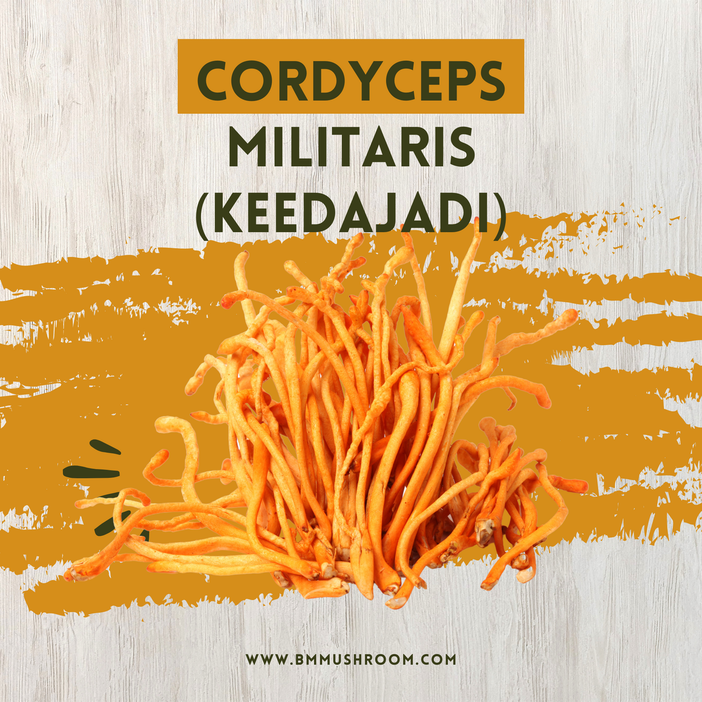 Cordyceps Militaris (Keedajadi) 30gm