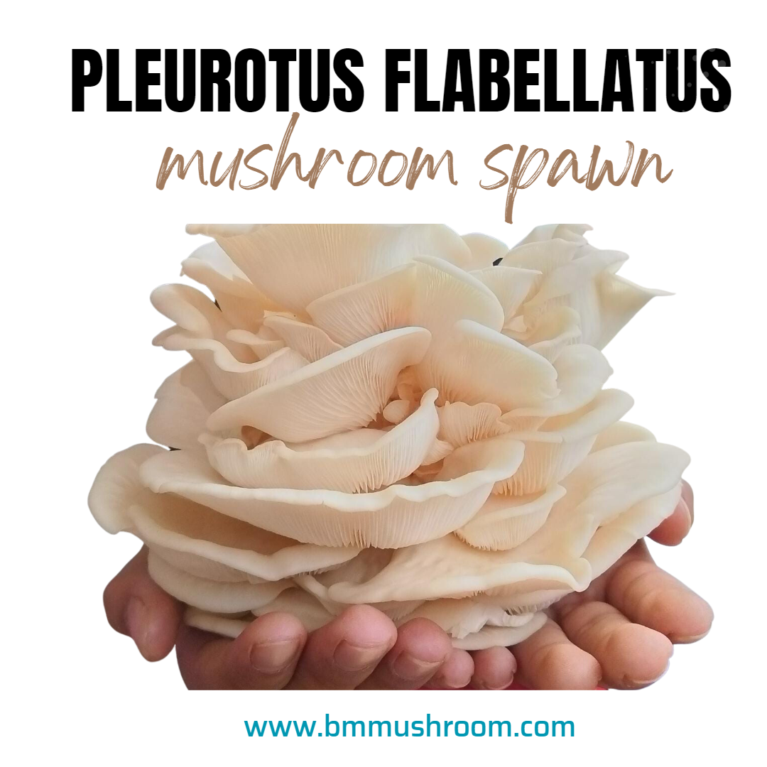 Oyster Mushroom Spawn (Pleurotus flabellatus)