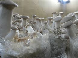 King Oyster Mushroom Spawn (Pleurotus eryngii) 2kg