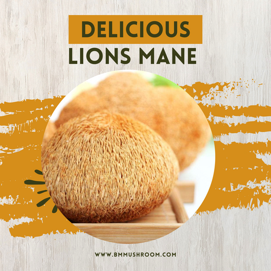 Dried Lion's Mane Mushroom 50 gm