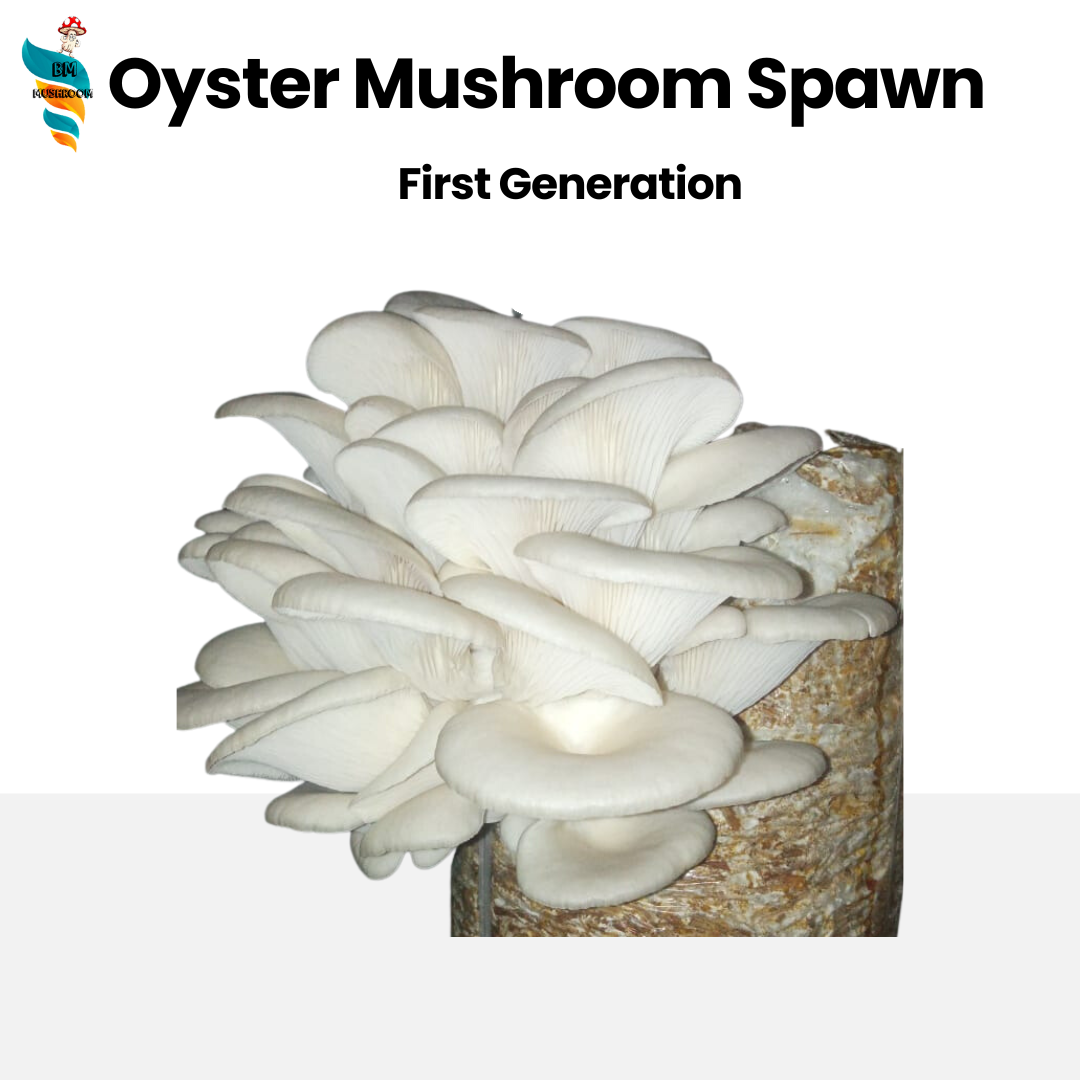 Oyster mushroom spawn (Pleurotus ostreatus) Blue Oyster