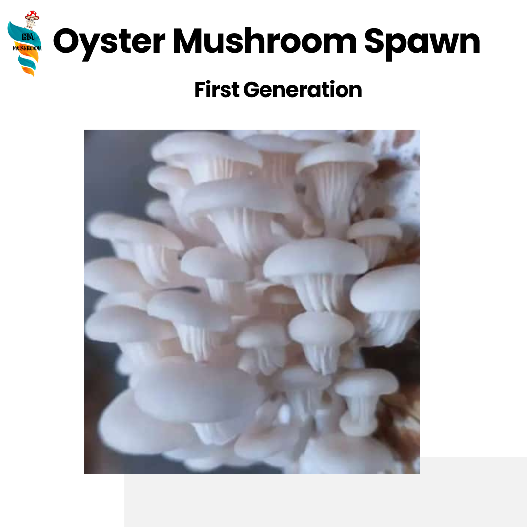 Oyster mushroom spawn (Pleurotus ostreatus) Blue Oyster