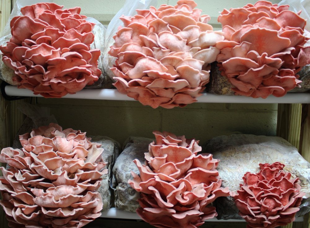 Mushroom Ready To Grow Fruiting Bag (1 Piece)