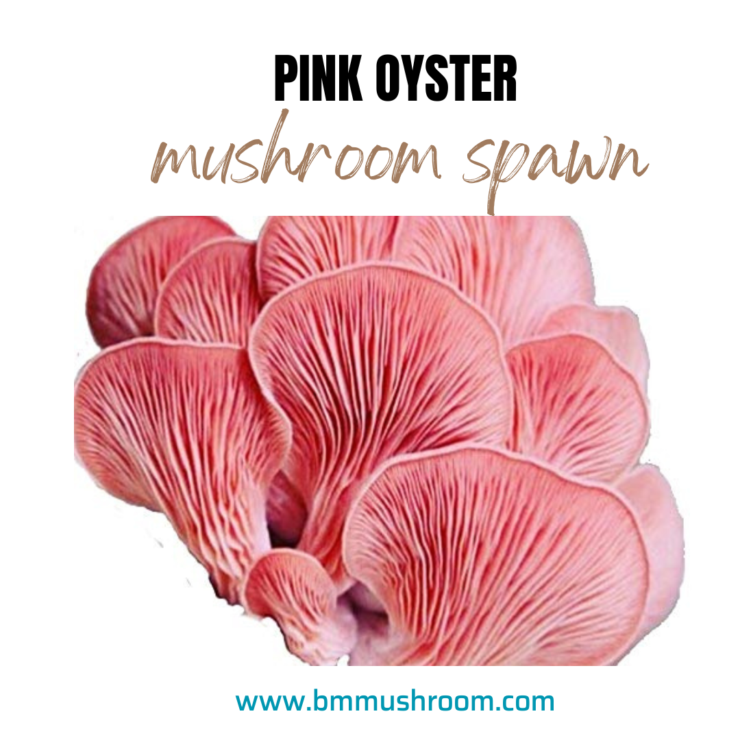 Oyster mushroom spawn Pink Oyster (Pleurotus djamor)