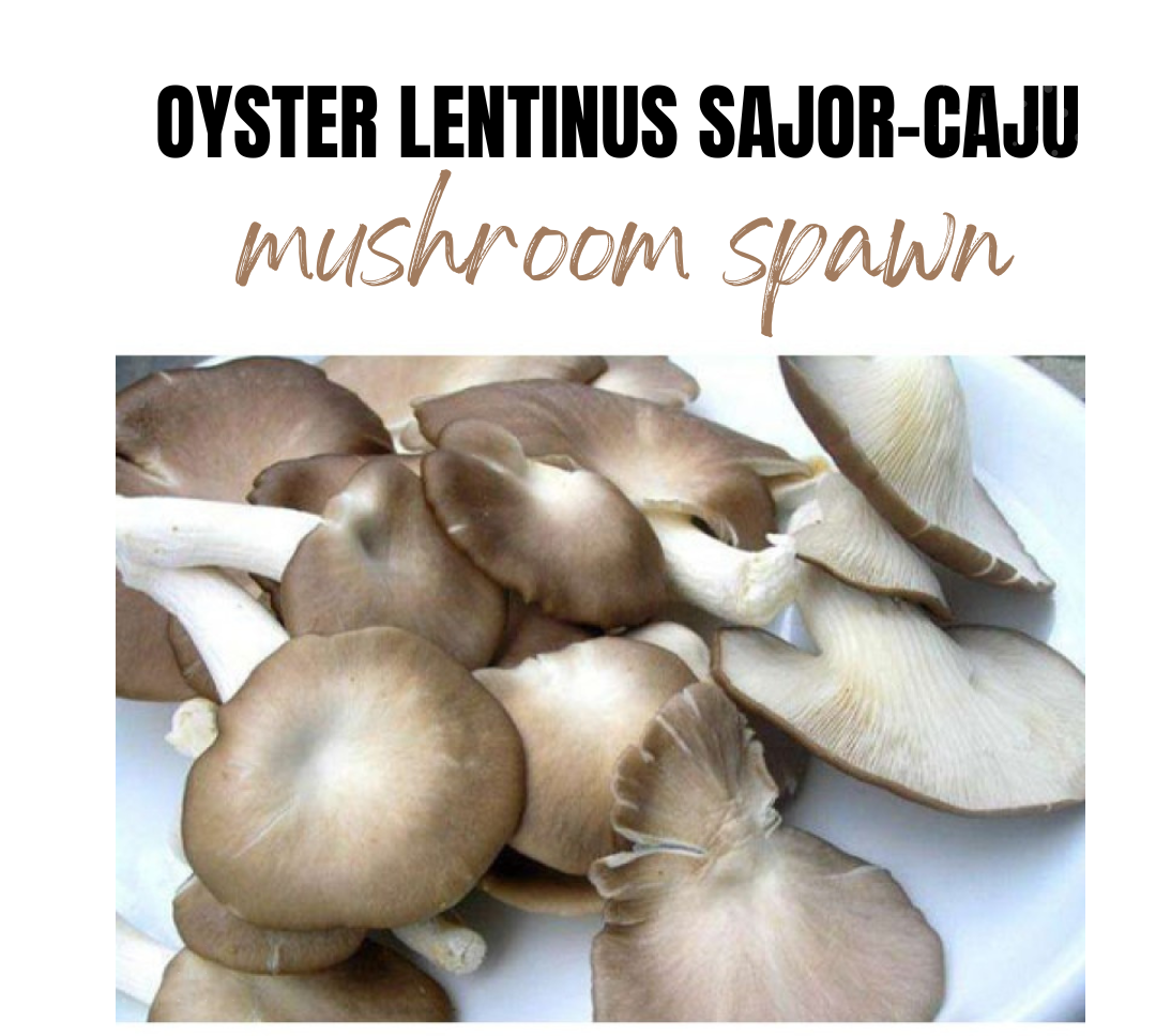 Oyster mushroom Spawn (Lentinus sajor-caju) Grey Oyster