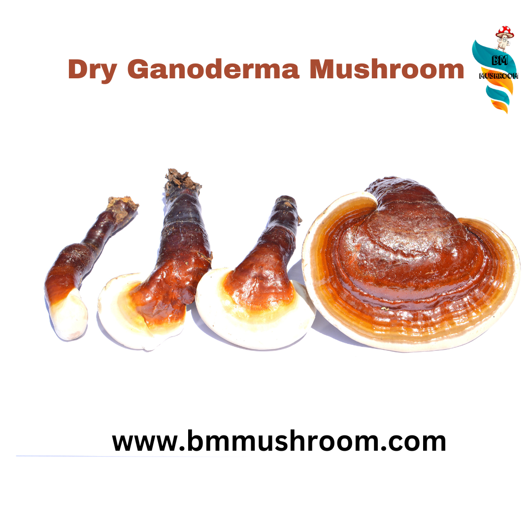 Dry Ganoderma Reishi Mushroom 50 gm | Red Ganoderma lucidum (Lingzhi)