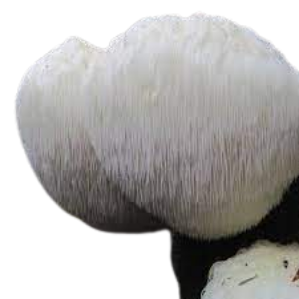 Lion's Mane Mushroom Spawn (Hericium erinaceus) - 2 kg