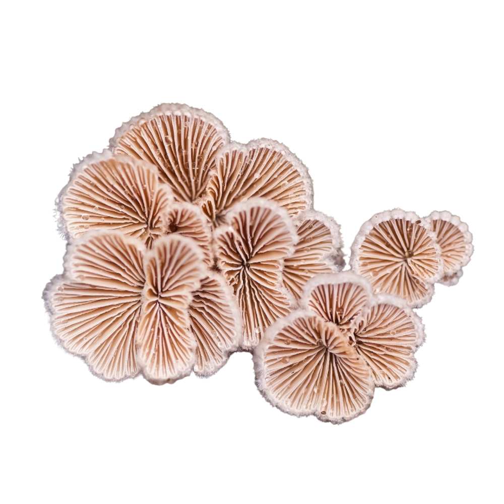 Split Gill Mushroom (Schizophyllum commune) Spawn  2kg