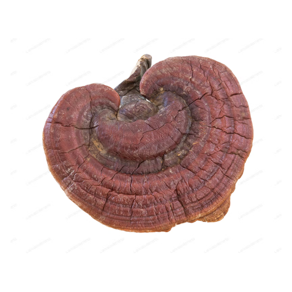 Ganoderma lucidum Mushroom Spawn (Reishi) 2 kg