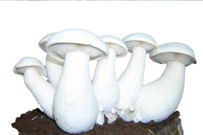 Milky Mushroom Spawn Calocybe Indica 1 kg