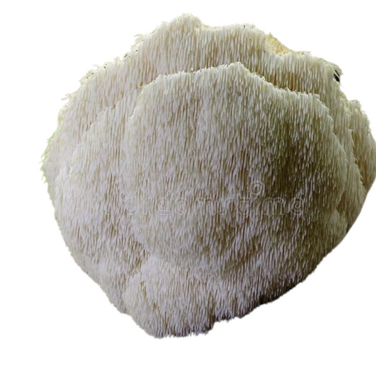 Lion's Mane Mushroom Spawn (Hericium erinaceus) 1 kg