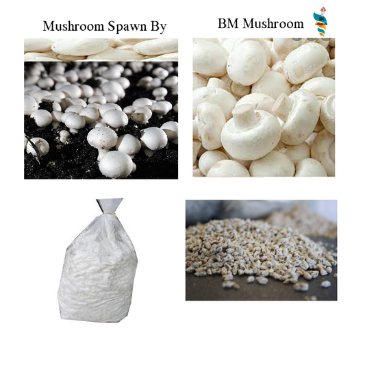 Button Mushroom Spawn (Agaricus bisporus) 1 kg