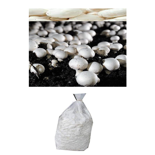 Button Mushroom Spawn (Agaricus bisporus) 1 kg