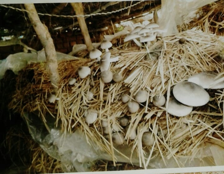 Paddy Straw Mushroom Spawn (Volvariella volvacea) - 2 kg