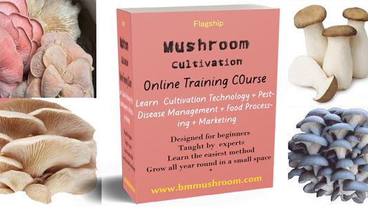 (Flagship) Oyster Mushroom Cultivation Technology Training Course (All varieties including King)