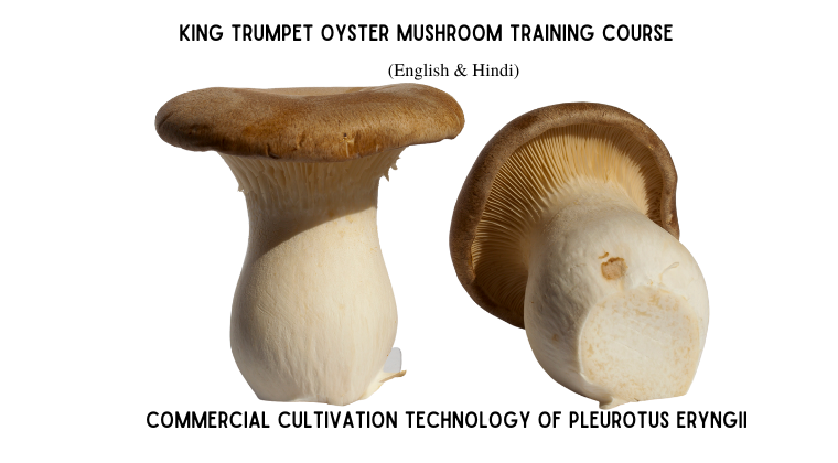 King Oyster Mushroom Cultivation Technology Training Course (Genus: Pleurotus eryngii)