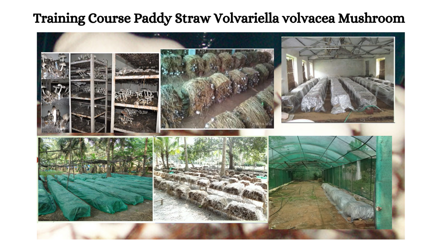 Training Course Paddy Straw Volvariella volvacea Mushroom