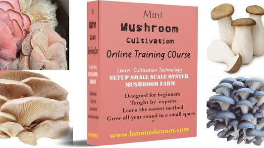 Mini Course ( Oyster Mushroom Cultivation )
