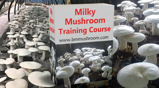Milky  Mushroom ( Calocybe Indica) Training Course