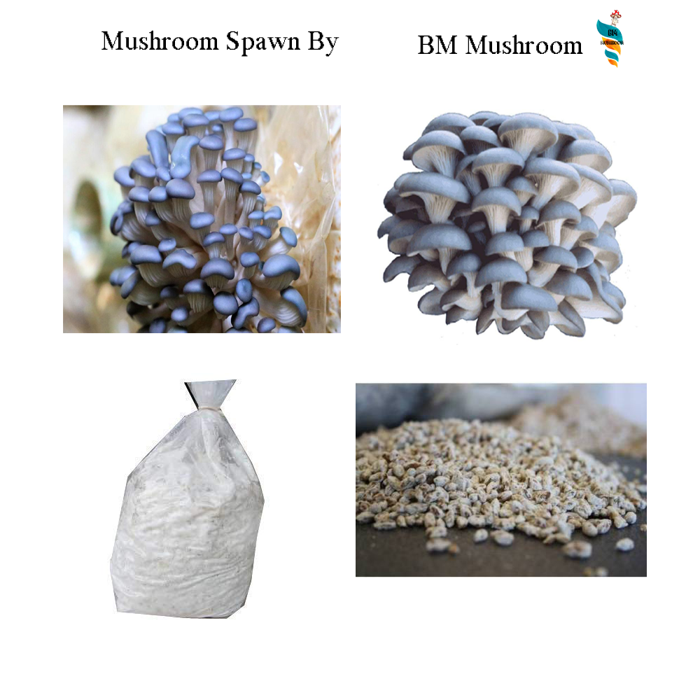 Pan India HighProtein Oyster Mushroom Growing Kit Packaging Type PP Bag  Packaging Size 1 Kg