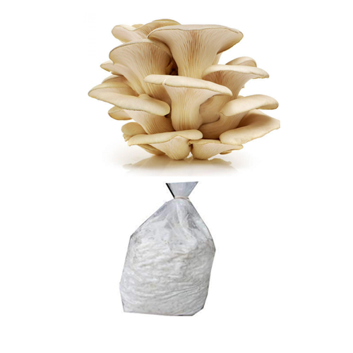White Oyster mushroom spawn ( Florida Variety ) 1 kg