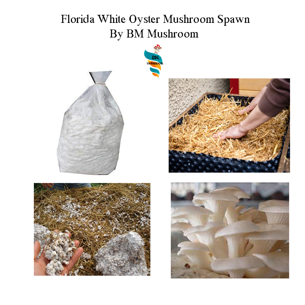 White Oyster mushroom spawn ( Florida Variety ) 1 kg