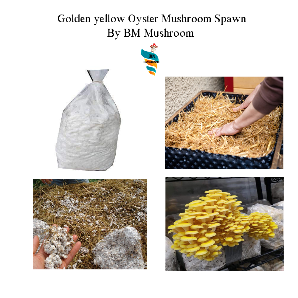 Golden Yellow Oyster Mushroom Spawn (Pleurotus citrinopileatus)