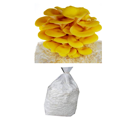 Golden yellow Oyster Mushroom Spawn (Pleurotus citrinopileatus) 1 kg