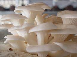 White Oyster mushroom spawn ( Florida Variety )