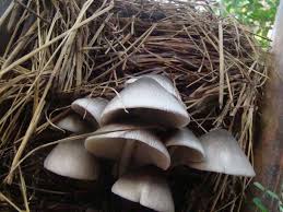 Paddy Straw Mushroom Spawn (Volvariella volvacea) - 2 kg