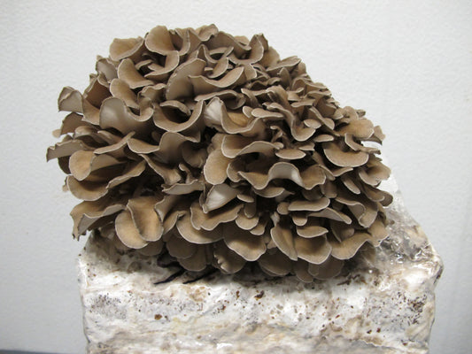 Maitake Mushroom - Grifola frondosa (Hen-of-the-wood) Spawn Seed 1kg
