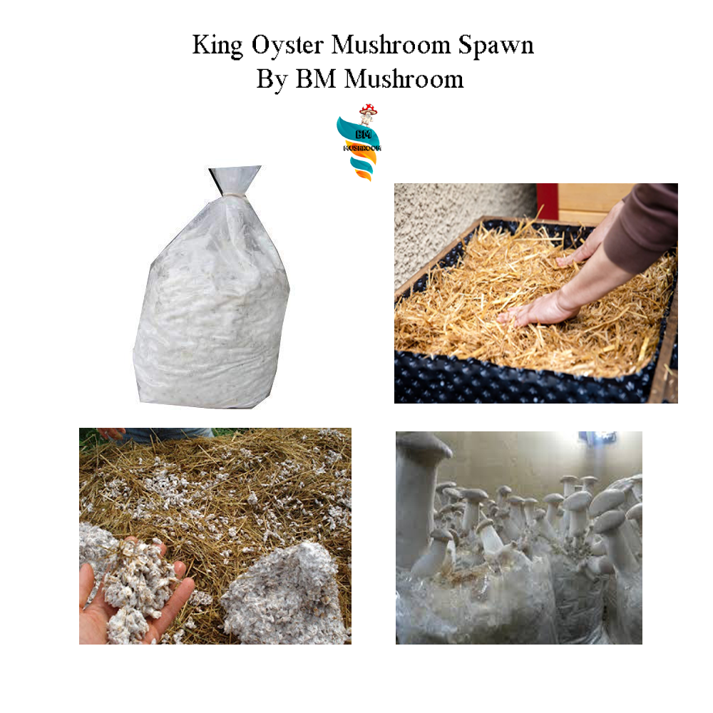 King Oyster Mushroom Spawn (Pleurotus eryngii) 2kg