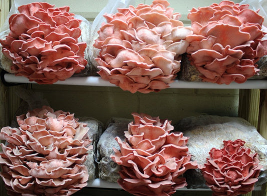Pink Oyster mushroom spawn ( Pleurotus djamor ) 1 kg Pleurotus djamor