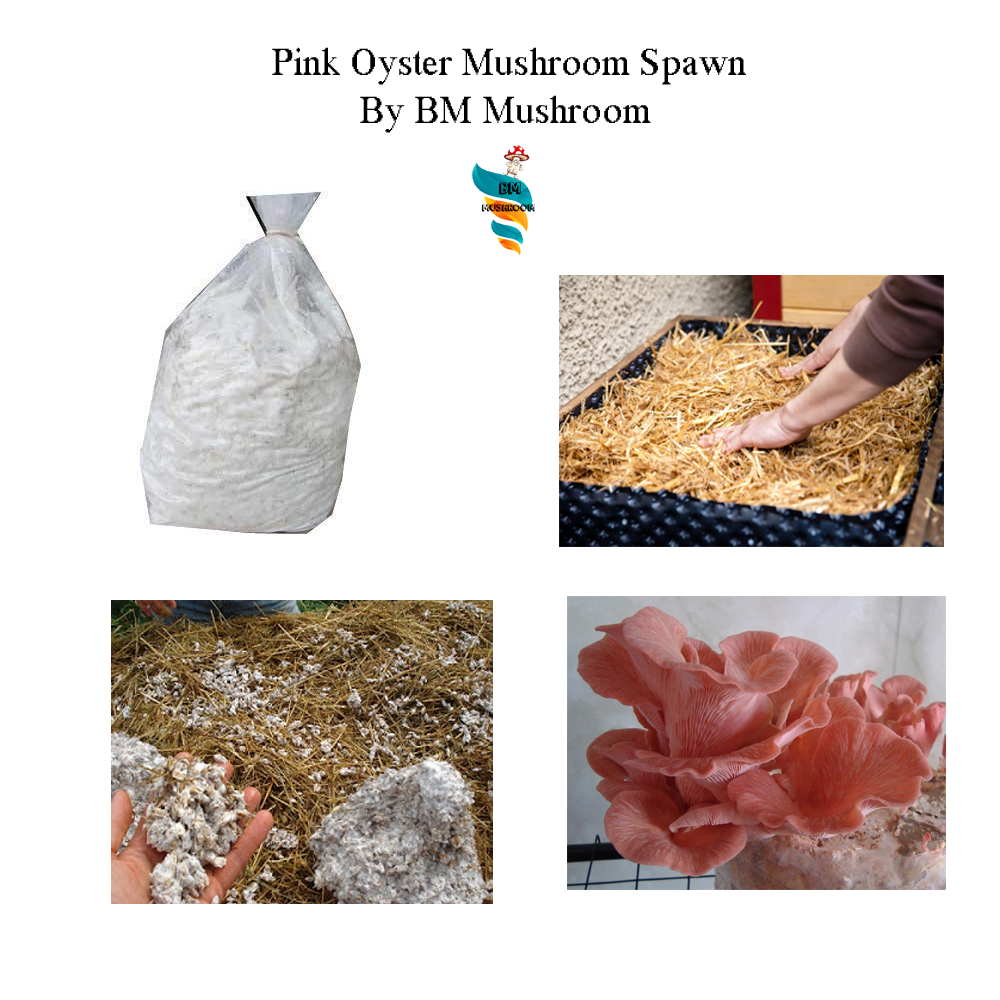 Oyster mushroom spawn Pink Oyster (Pleurotus djamor)