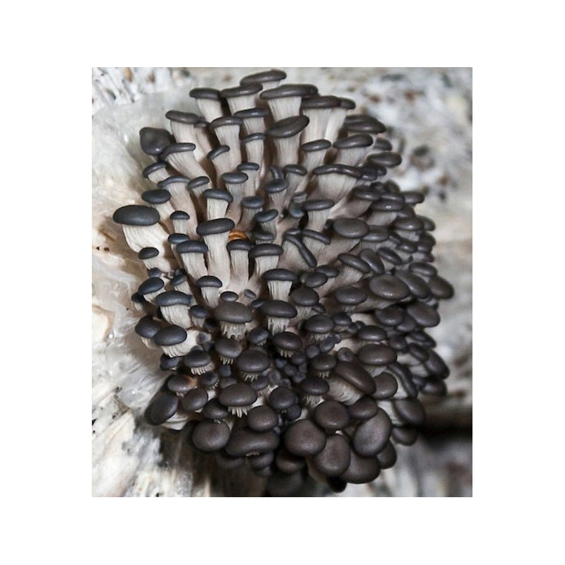 Oyster mushroom (Lentinus sajor-caju) spawn Variety 1 kg